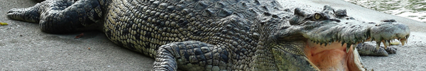Zdjęcie krokodyla